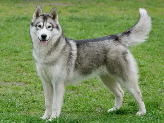 Husky Sibérien - Est-ce le chien idéal pour vous ?