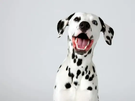 Dalmatien - Tempérament, besoins, vie de famille : le guide complet