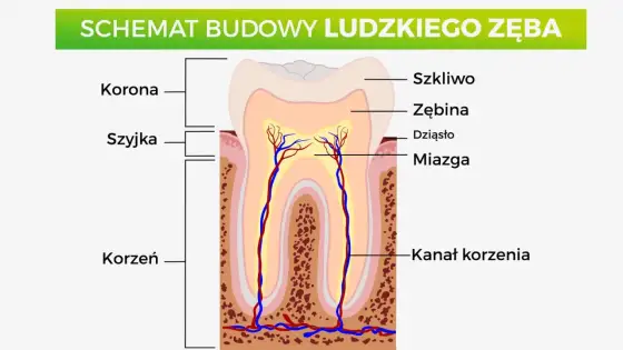 Nazwy zębów - Jak dentysta je zapisuje i co oznaczają?
