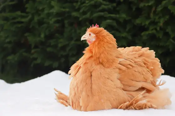 B-Vitamin-Mangel Huhn - Symptome erkennen & richtig handeln