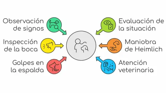 ¿Qué hacer si tu perro se atraganta? Guía de primeros auxilios
