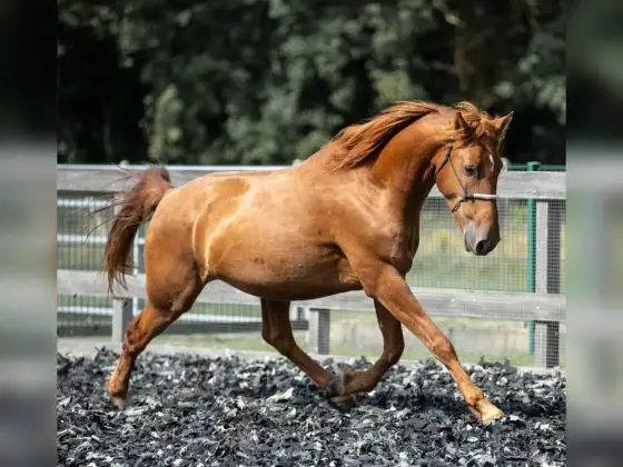 Mustang horse - skąd się wziął i jak z nim pracować?