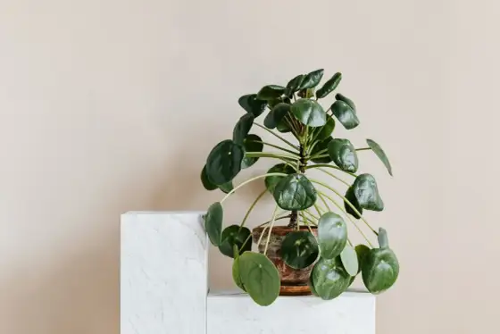 Pieniążek - Jak dbać o Pilea peperomioides, by rosła zdrowo?