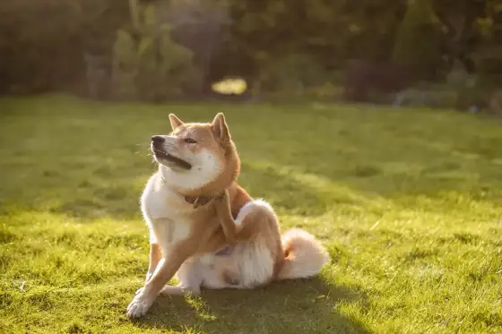 Allergie alimentaire chez le chien - signes et régime d'éviction