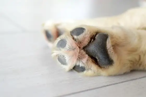 Almohadillas secas en perros - ¿Remedios caseros o veterinario?