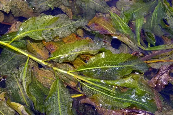 Potamot luisant: reconnaître et gérer cette plante aquatique