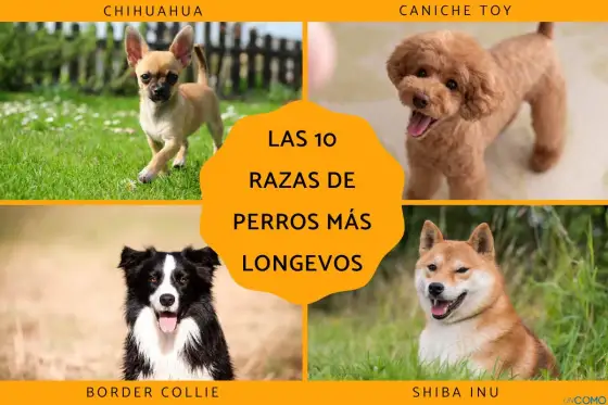 Perros más longevos - Razas y cuidados para una vida larga