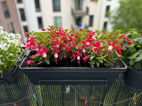 Kwiaty wiosenne w doniczce - Jak stworzyć efekt WOW na lata?