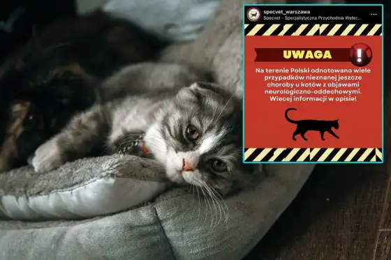 Choroby kotów - objawy, które ratują życie. Sprawdź!