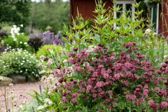 Blommor bin inte gillar - Planera din trädgård smart