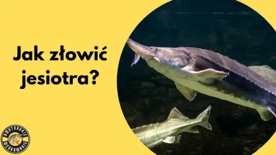 Jesiotr w Polsce - Gdzie go szukać i jak łowić?