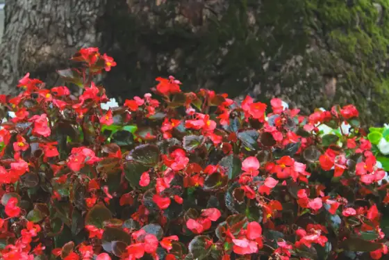 Begonia - jak rozpoznać odmiany? Przewodnik po liściach i kwiatach