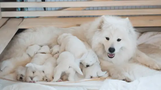 Samojed - charakter, potrzeby i szkolenie. Czy to pies dla Ciebie?