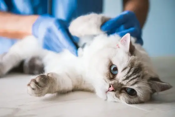 Knoten bei Katze - Harmlos oder gefährlich? Jetzt wissen!