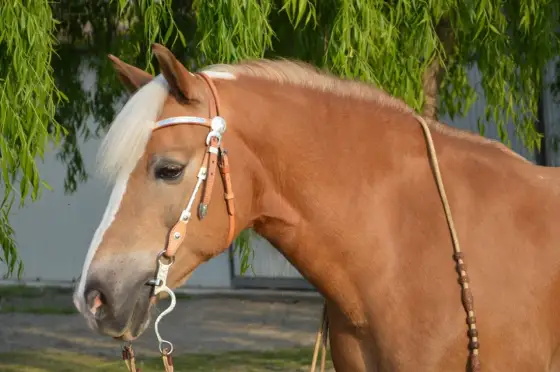 Haflinger - charakter, budowa i opieka nad koniem z Tyrolu
