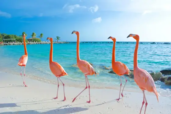 Flamingo Beach Aruba - Allt du behöver veta innan besöket