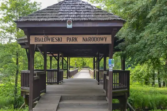 Puszcza Białowieska - co zobaczyć, gdy masz tylko jeden dzień