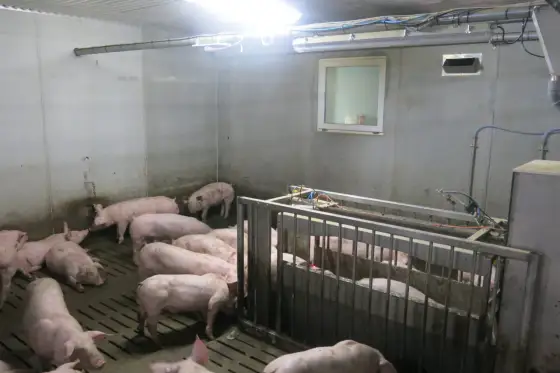 Déparasitage porcs plein air - Optimisez vos traitements