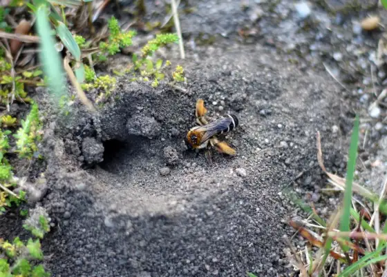 Dzikie pszczoły w ogrodzie - Jak im pomóc?