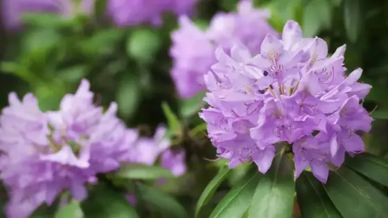 Choroby rododendronów - objawy, leczenie i zapobieganie