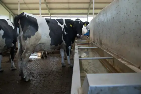 Produkcja mleka u krów mlecznych - co naprawdę podnosi wynik