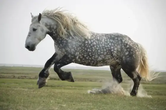 Shire - jak duży jest naprawdę największy koń pociągowy?