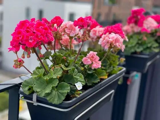 Domowy nawóz do pelargonii - 3 przepisy na bujne kwitnienie