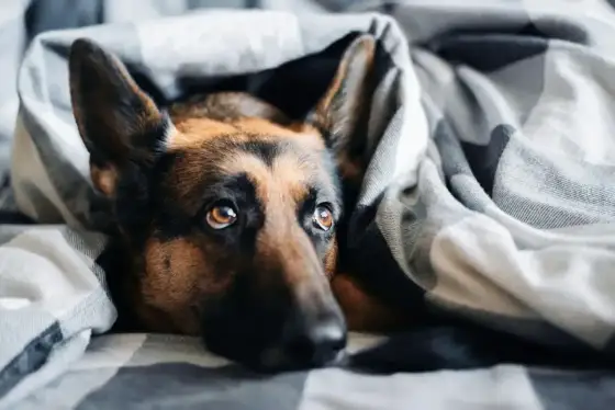 Pies szybko oddycha? Sprawdź, kiedy to norma, a kiedy alarm