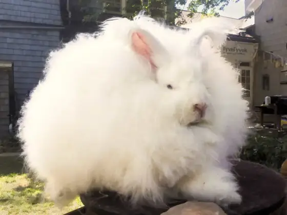 Angora - co to? Pielęgnacja, różnice z moherem i kaszmirem