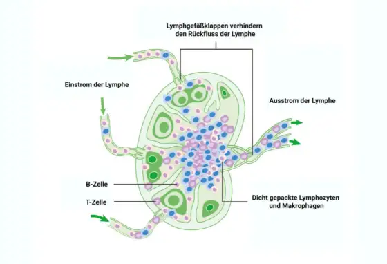 Lymphknoten Histologie - So erkennen Pathologen die Diagnose