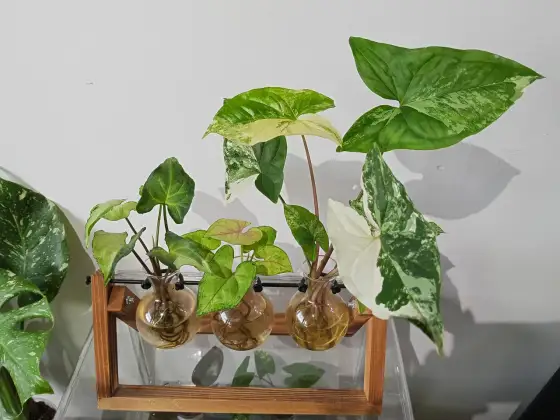 Syngonium - Jak dbać, by liście zachwycały? Pełny poradnik