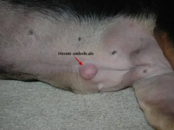 Hernie ombilicale chez le chien - quand surveiller, quand opérer ?