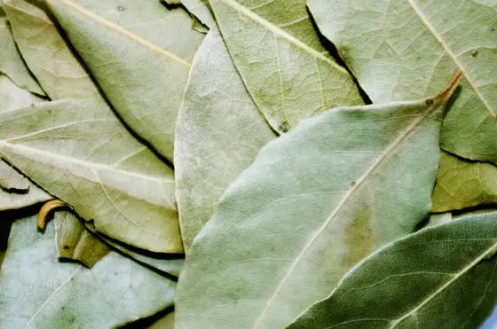 Lagerblad - Så använder du bay leaves rätt i maten