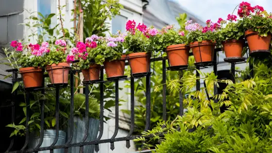Blommor till balkongen - så väljer du sorter som håller hela sommaren