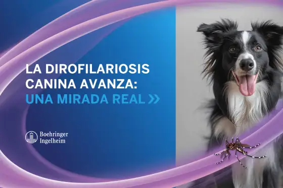 Dirofilariosis en perros, síntomas y prevención en España