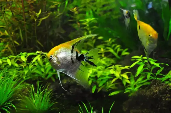 Plantes d'aquarium faciles - Le guide pour un bac réussi