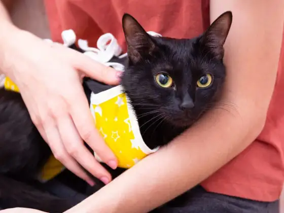 Opieka po sterylizacji kotki - Jak zadbać o nią w pierwszej dobie?