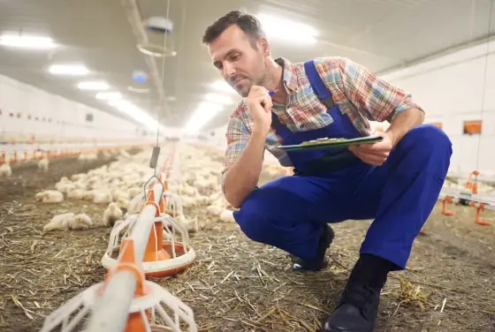 Zootechnik - co robi? Rola, różnice, kompetencje