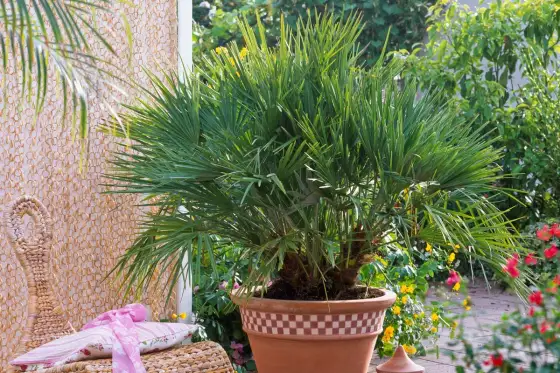 Palmier de Chine - Le guide complet pour le réussir au jardin