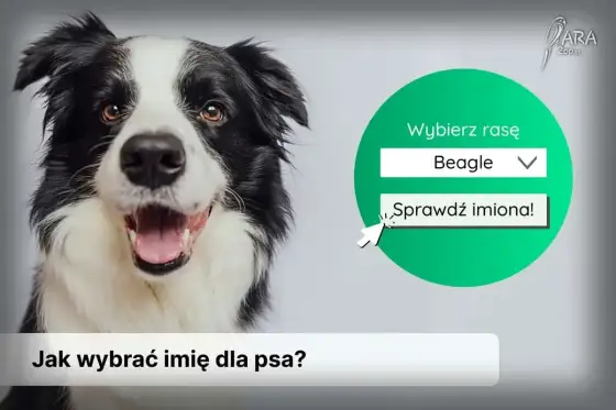 Jak wybrać idealne imię dla psa? Sprawdź listę!