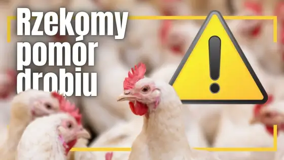 Rzekomy pomór drobiu - Jak chronić stado? Pełny przewodnik