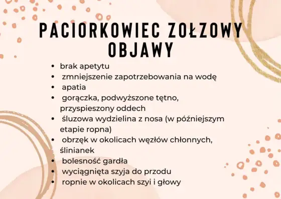 Zołzy u konia - jak rozpoznać chorobę i ograniczyć zakażenie
