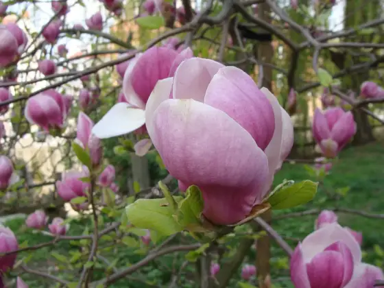 Jaka ziemia pod magnolię - Jakie pH i podłoże wybrać?