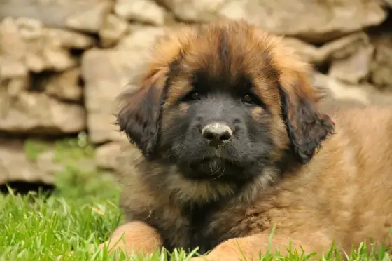 Leonberger - Ile kosztuje szczeniak i utrzymanie? Poradnik