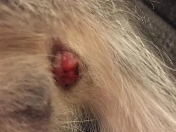 Rougeur autour de l’anus chez le chat - causes et quand consulter