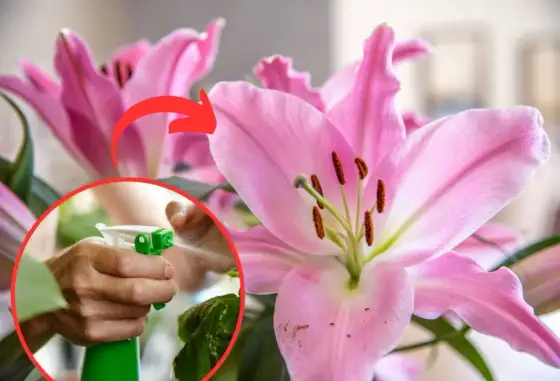 Lilie w domu - czy to ma sens? Pielęgnacja i bezpieczeństwo