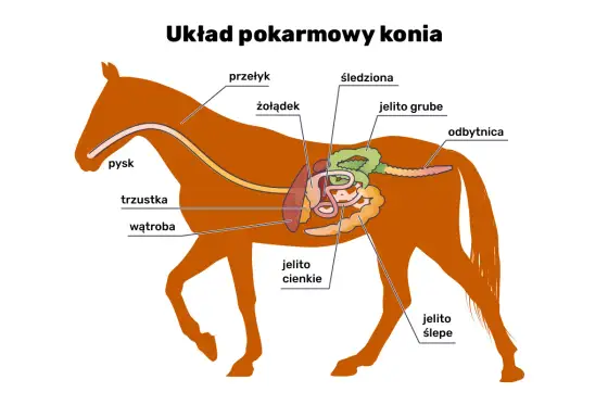 Ile żołądków ma koń - Jak karmić konia zgodnie z anatomią?