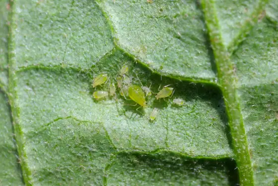 Pucerons pomme de terre - Maîtrisez-les avant les virus