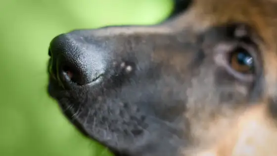 Museau du chien - comprendre l’odorat, le stress et la respiration