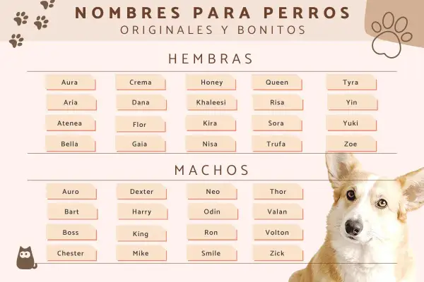 Lista de nombres para perros, con opciones graciosas y originales para hembras y machos. ¡Encuentra el nombre perfecto para tu peludo!